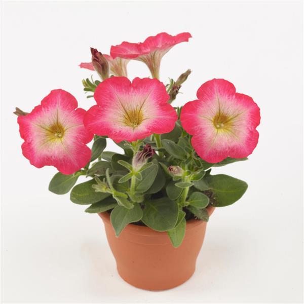 Mirage Red Morn Petunia - Container