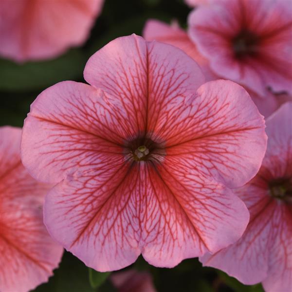 Mirage Spring Petunia - Bloom