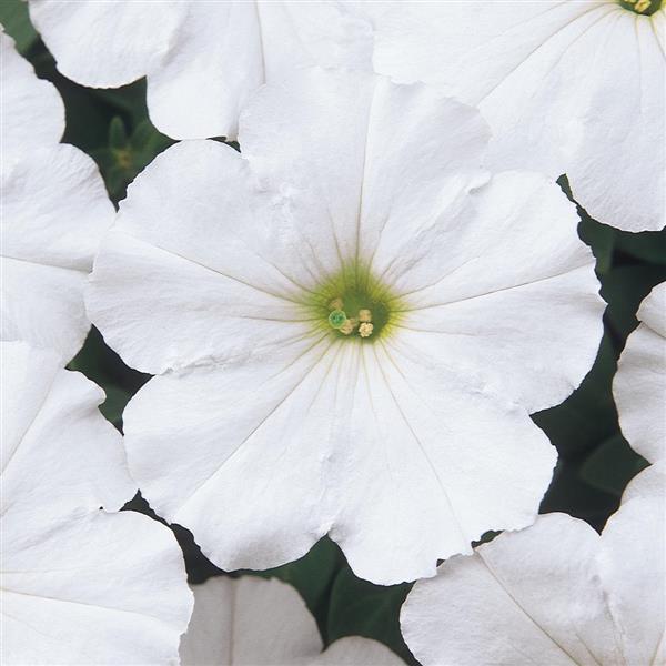 Mirage White Petunia - Bloom