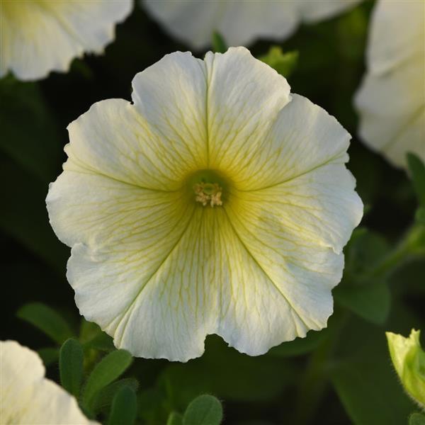 Mirage Yellow Petunia - Bloom