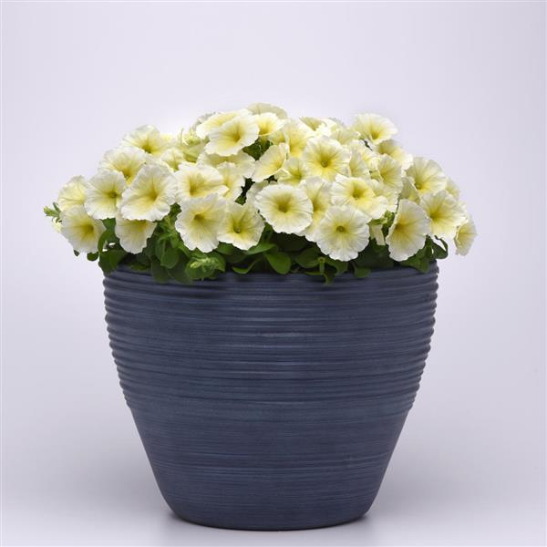 Mirage Yellow Petunia - Container