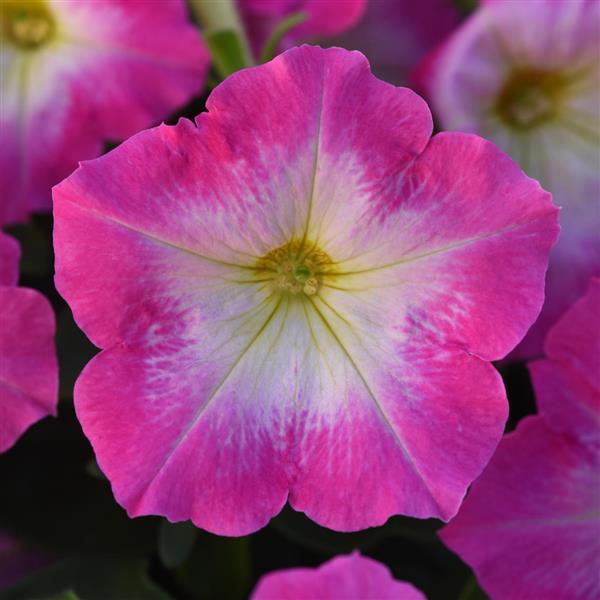 Mirage Rose Morn Petunia - Bloom