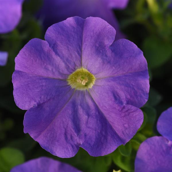 Mirage Light Blue Petunia - Bloom