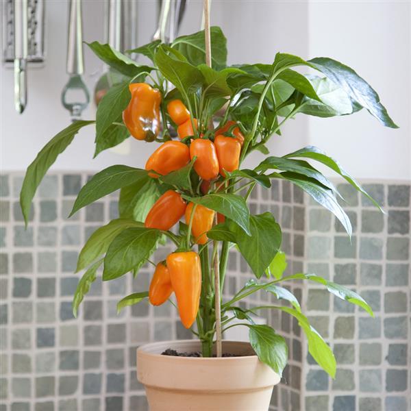 Fresh Bites Orange Edible Potted Pepper - Container