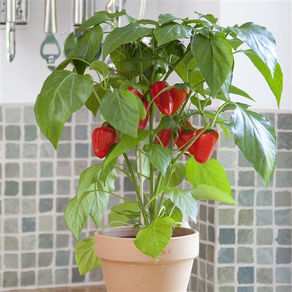 Fresh Bites Red Edible Potted Pepper - Container