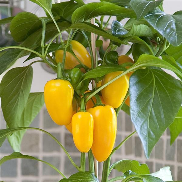 Fresh Bites Yellow Edible Potted Pepper - Bloom