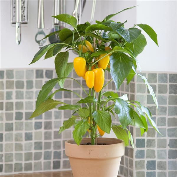 Fresh Bites Yellow Edible Potted Pepper - Container