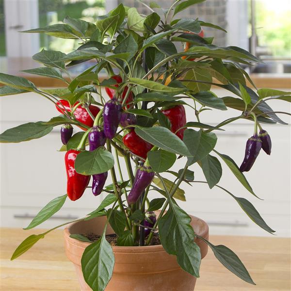 Cosmo Edible Potted Pepper - Container