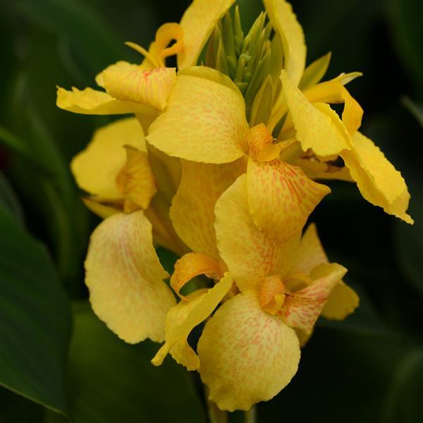 Cannova® Yellow Canna - Bloom