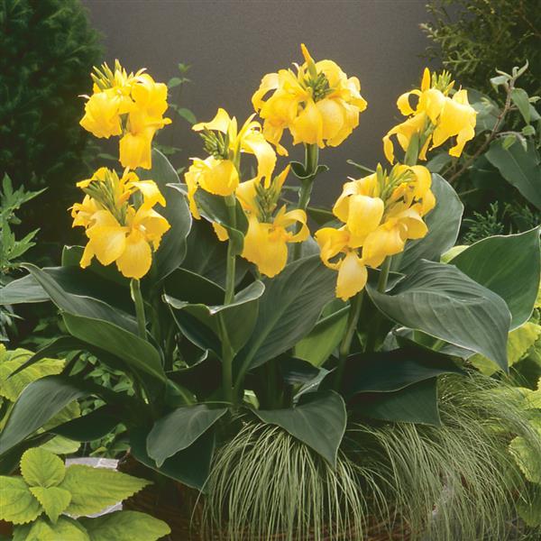 Cannova® Yellow Canna - Container