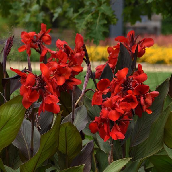 Cannova® Bronze Scarlet Canna - Garden