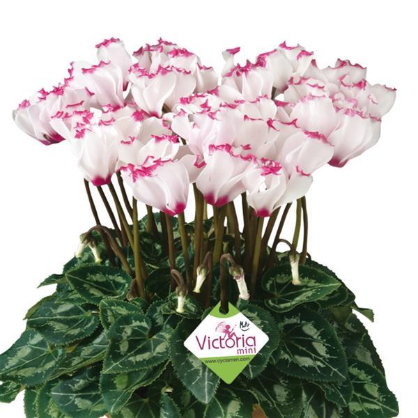 Metis® Select Victoria Cyclamen - Bloom