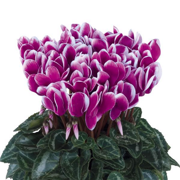 Metis® Select Fantasia Purple Cyclamen - Bloom