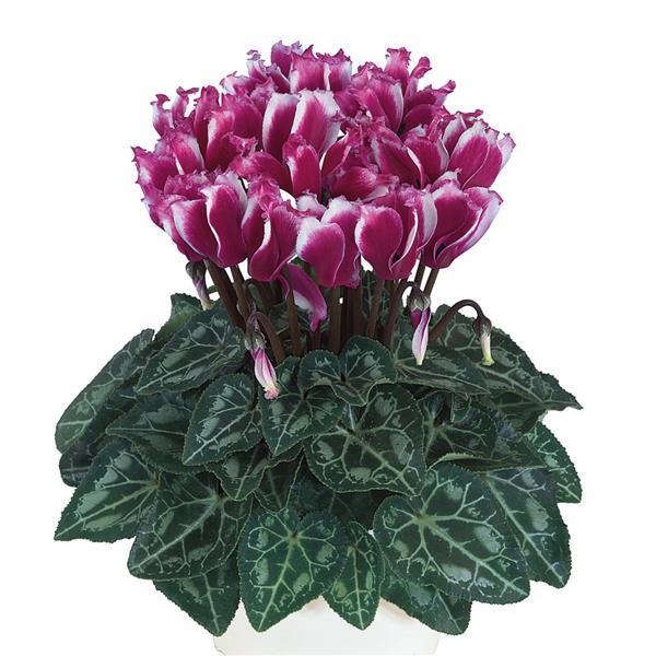 Metis® Select Lilibelle Bright Purple Cyclamen - Bloom