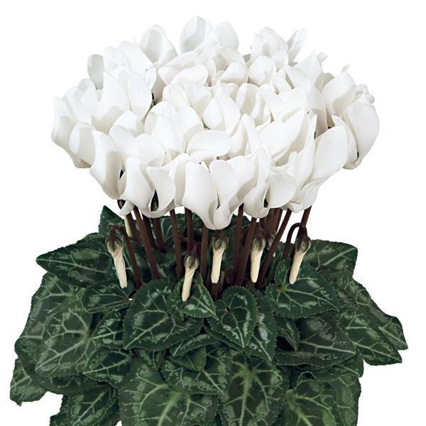 Smartiz® Pure White Cyclamen - Bloom