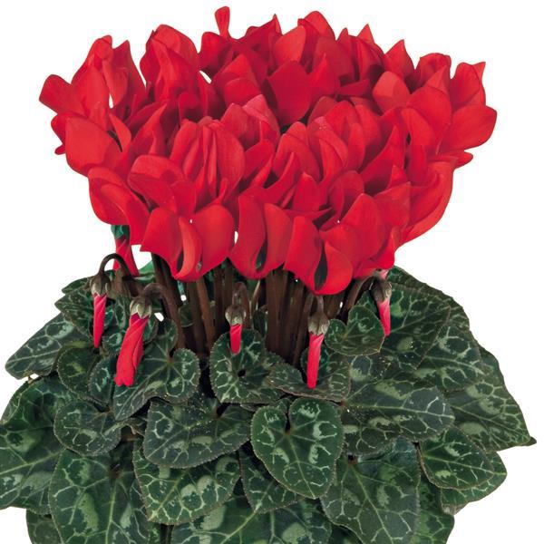 Smartiz® Bright Red Cyclamen - Bloom