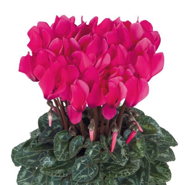 Smartiz® Deep Rose Cyclamen - Bloom