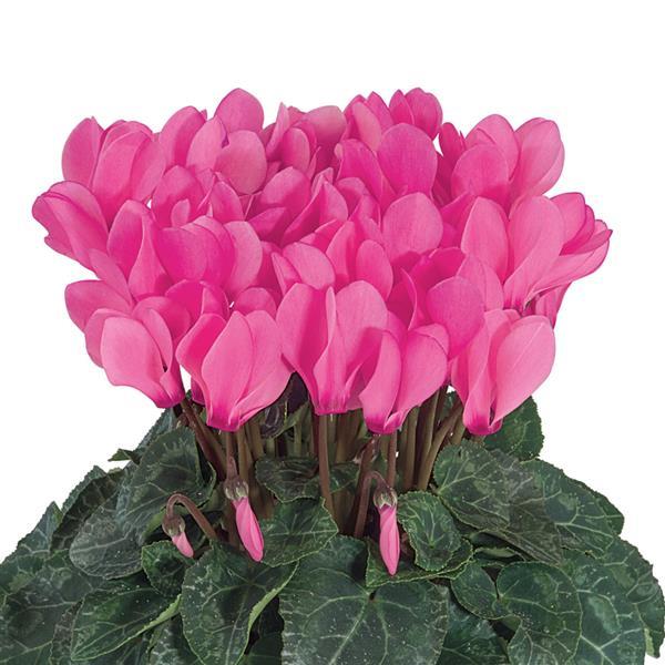 Smartiz® Rose Bengal Cyclamen - Bloom