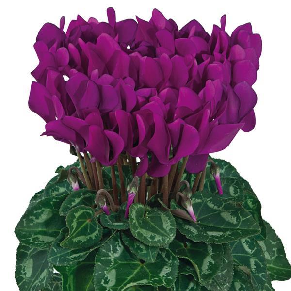 Smartiz® Purple Cyclamen - Bloom