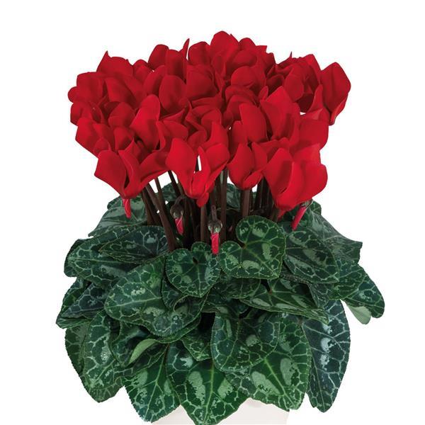 Smartiz® Red Cyclamen - Bloom
