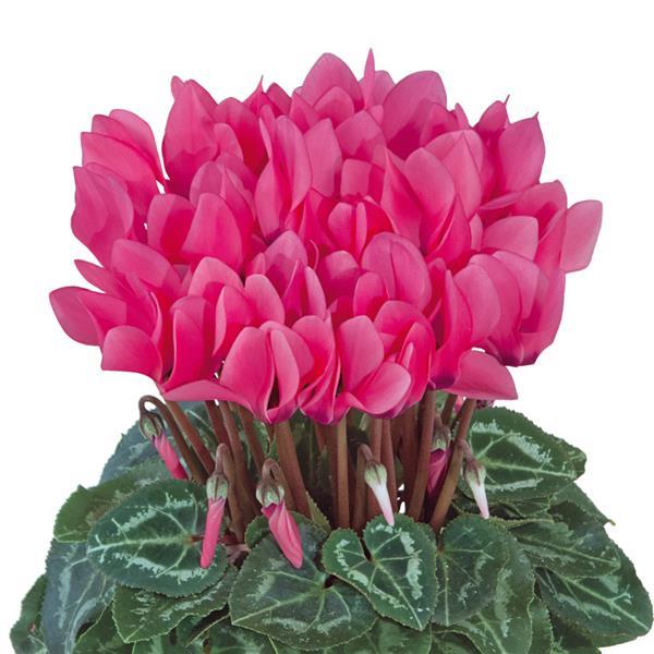 Smartiz® Rose Cyclamen - Bloom