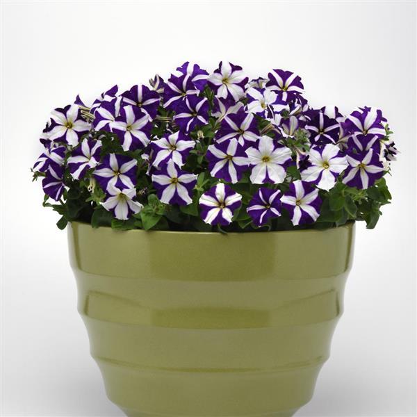 Madness® Blue Star Petunia - Container