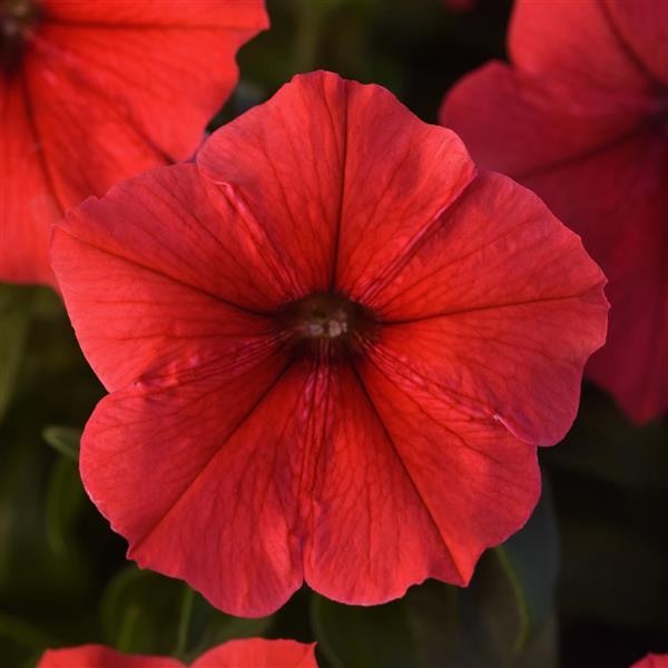 Madness® Red Petunia - Bloom