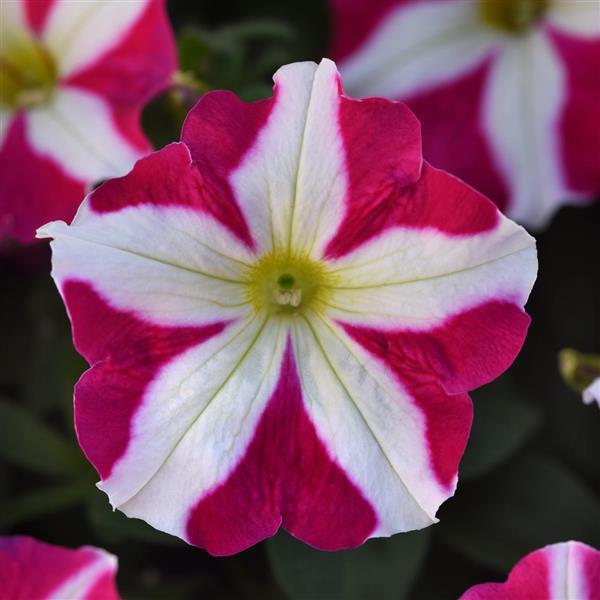 Madness® Rose Star Petunia - Bloom