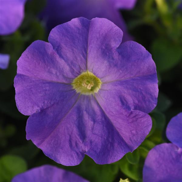 Madness® Sky Blue Petunia - Bloom