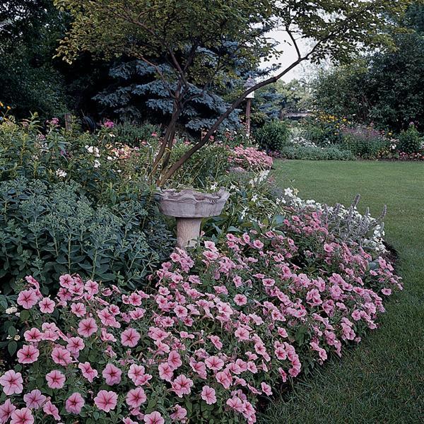 Madness® Spring Petunia - Commercial Landscape 1