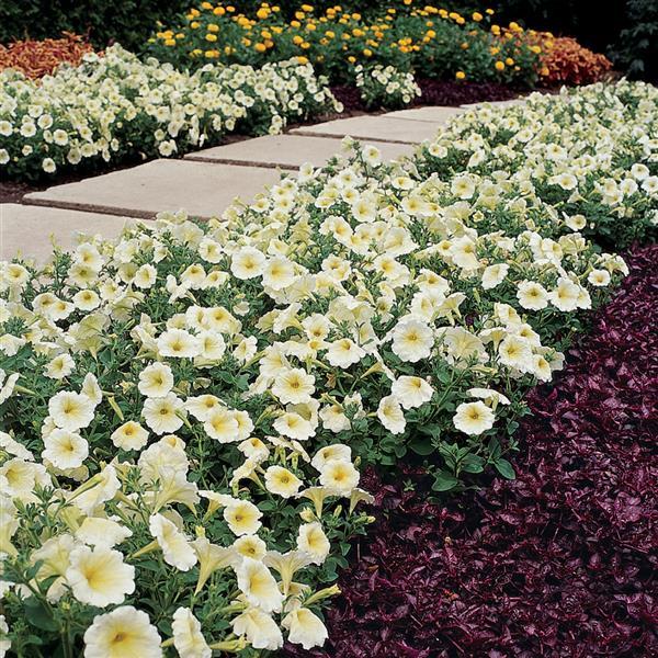 Madness® Yellow Petunia - Commercial Landscape 1