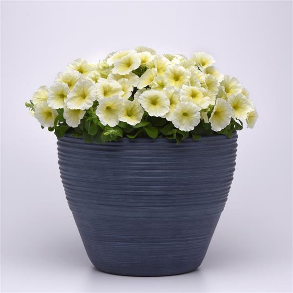 Madness® Yellow Petunia - Container