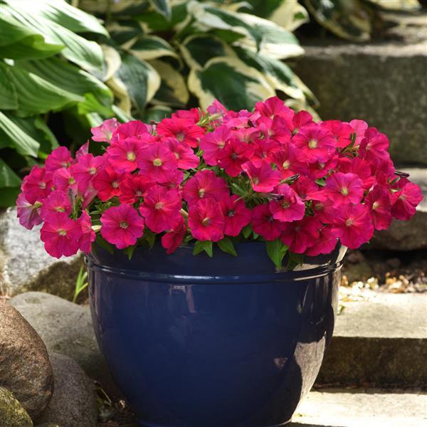 Madness® Deep Rose Petunia - Container
