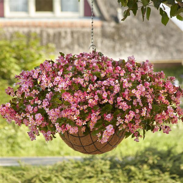 Hula™ Pink Spreading Begonia - Basket