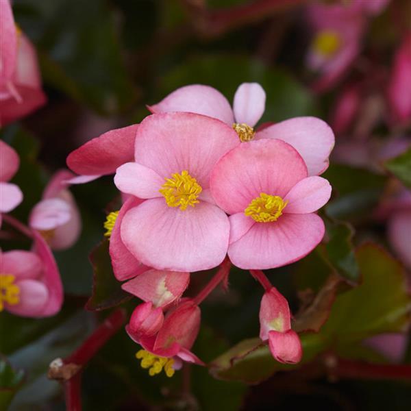 Hula™ Pink Spreading Begonia - Bloom