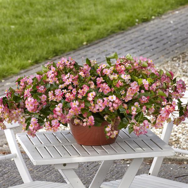 Hula™ Pink Spreading Begonia - Container