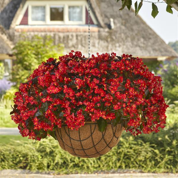 Hula™ Red Spreading Begonia - Basket