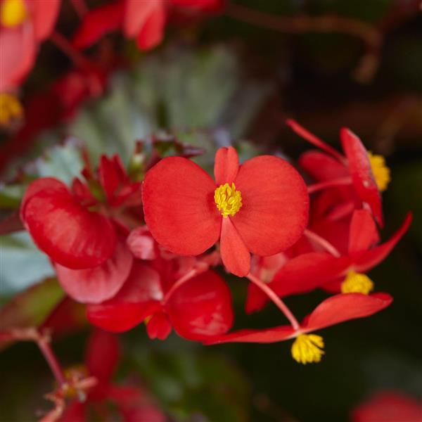 Hula™ Red Spreading Begonia - Bloom