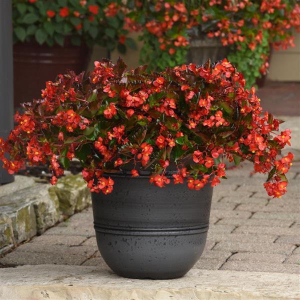 Hula™ Red Spreading Begonia - Container