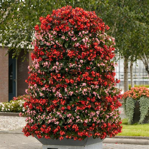 Hula™ Red Spreading Begonia - Displays