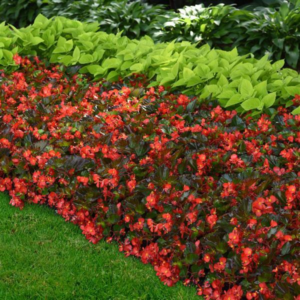 Hula™ Red Spreading Begonia - Landscape