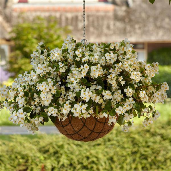 Hula™ White Spreading Begonia - Basket