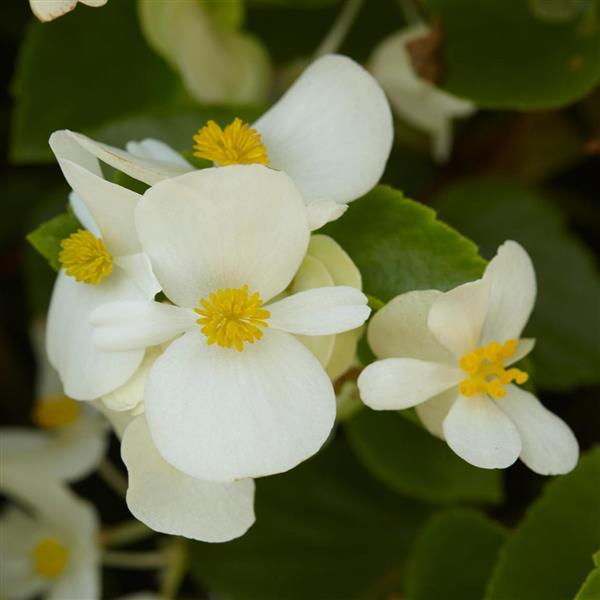 Hula™ White Spreading Begonia - Bloom