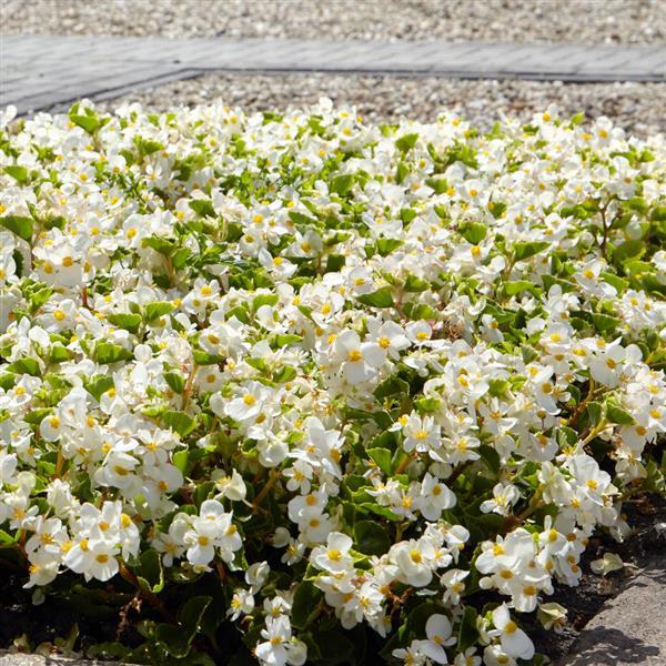 Hula™ White Spreading Begonia - Landscape