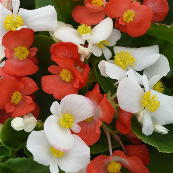 Hula™ Red and White Mixture Spreading Begonia - Bloom