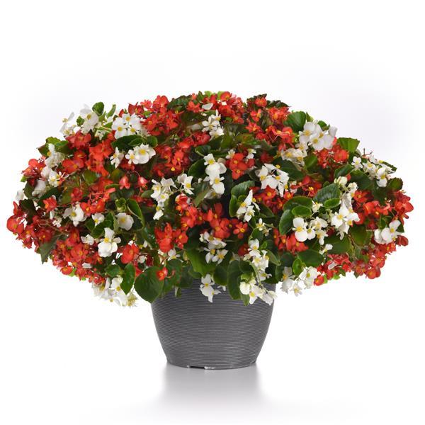 Hula™ Red and White Mixture Spreading Begonia - Container
