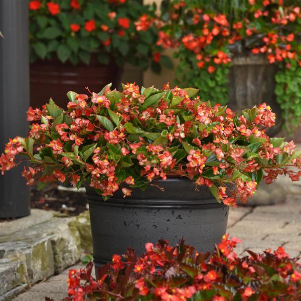 Hula™ Bicolor Red White Spreading Begonia - Container