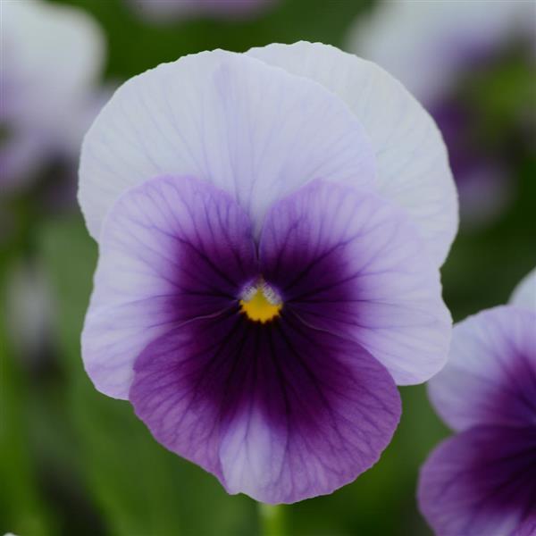 Sorbet® XP Beaconsfield Viola - Bloom