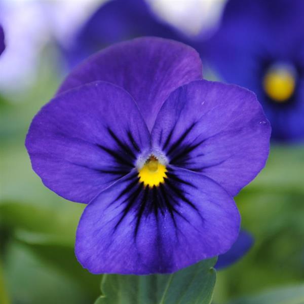 Sorbet® XP Blue Blotch Viola - Bloom