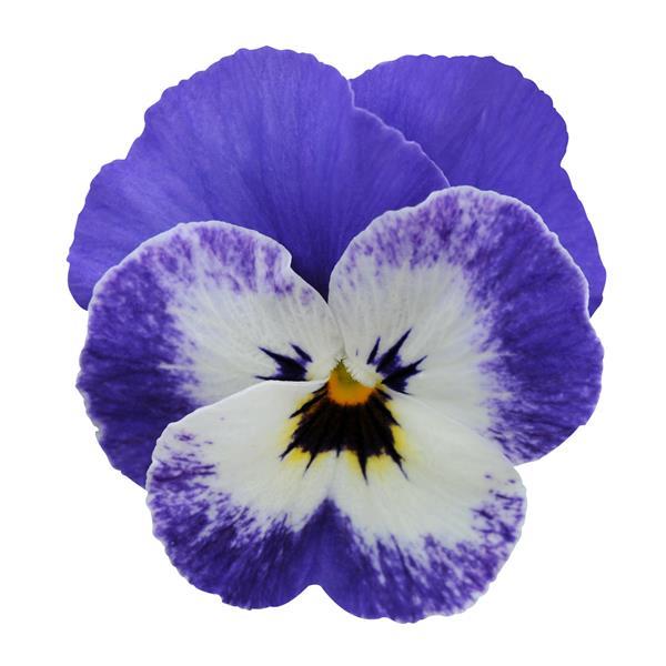 Sorbet® XP Delft Blue Viola - Bloom